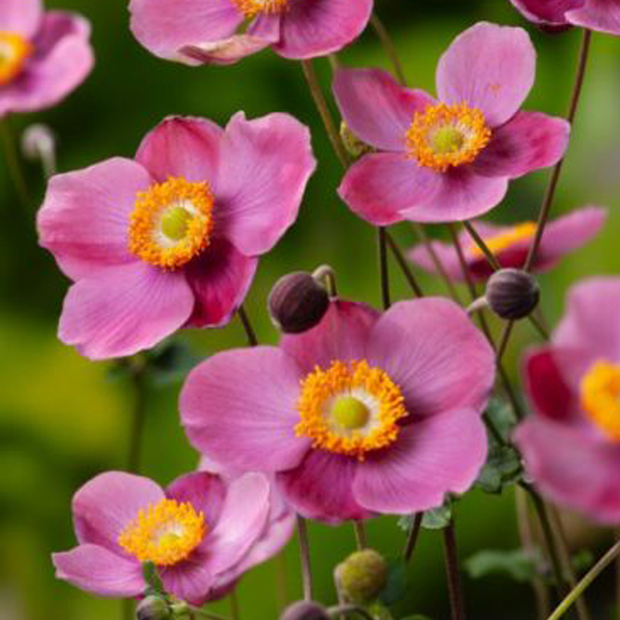 Anemone hupehensis 'Praecox' Szellőrózsa